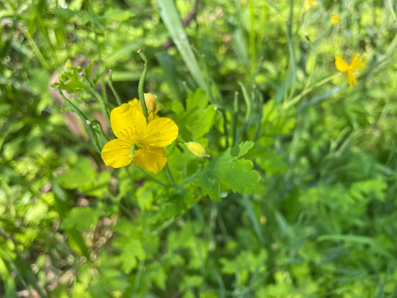 "애기똥풀" 추출작업: 자연의 치유력, 애기똥풀(백굴채) 추출물 이야기