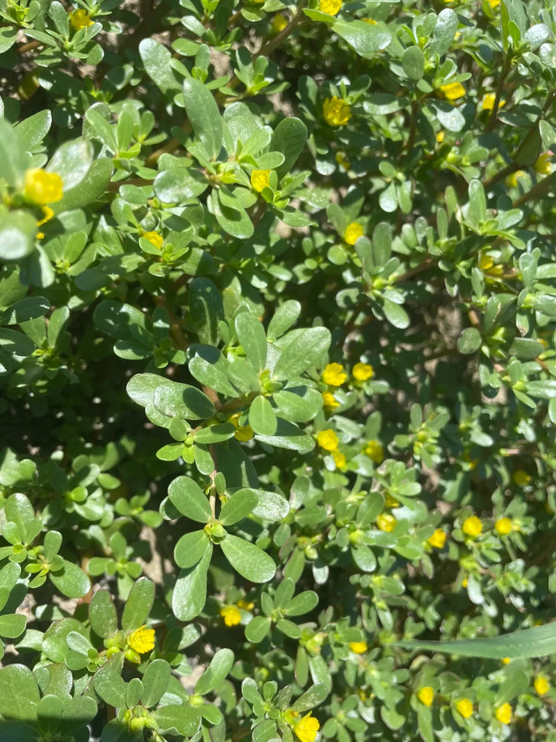 The Choice for Scalp Inflammation and Regeneration: Purslane Extraction Process