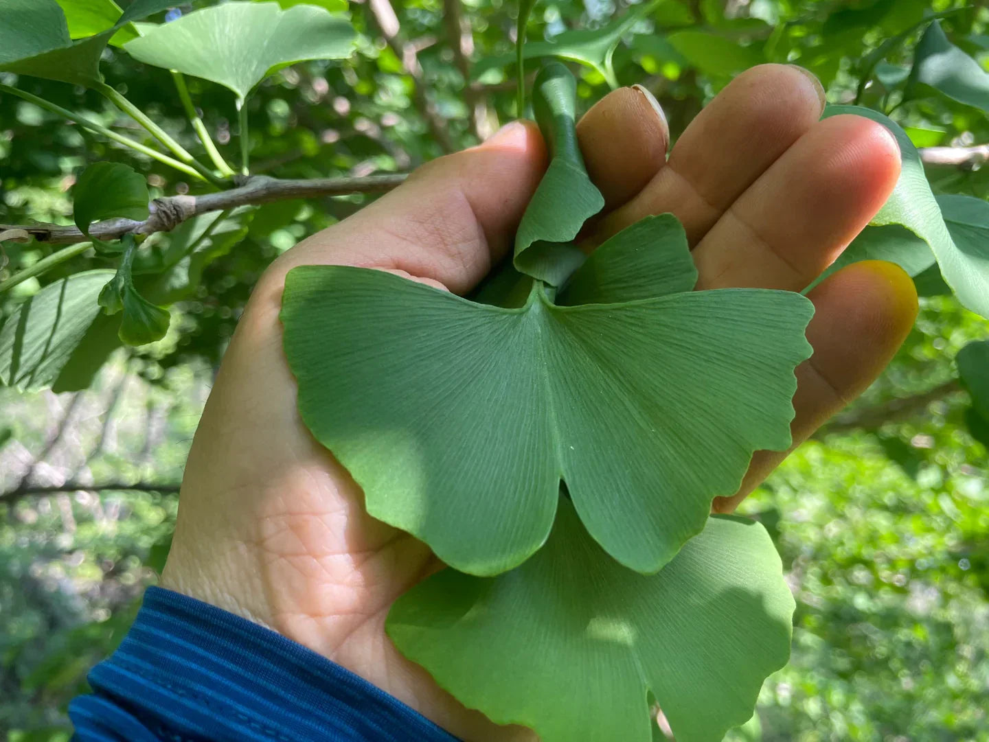 이문원한의원에서는 은행잎의 혈류 개선 효과와 함께, 두피와 모낭에 주는 산화 스트레스 완화 작용에 주목하고 있습니다. 그래서 경상남도 하동군에서 채취한 은행잎에서 유효성분을 추출하여 탈모 및 두피질환 치료제의 한 성분으로 사용하고 있습니다 