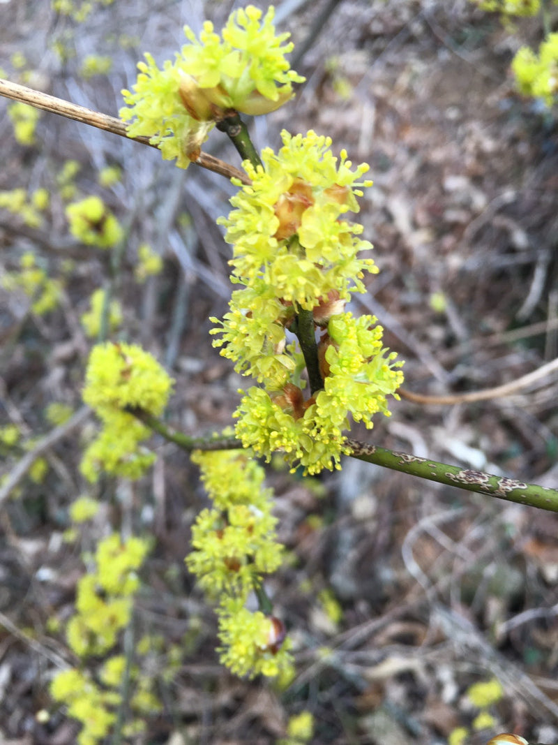 2025년의 신선한 생강나무꽃으로 추출작업을 진행했습니다.